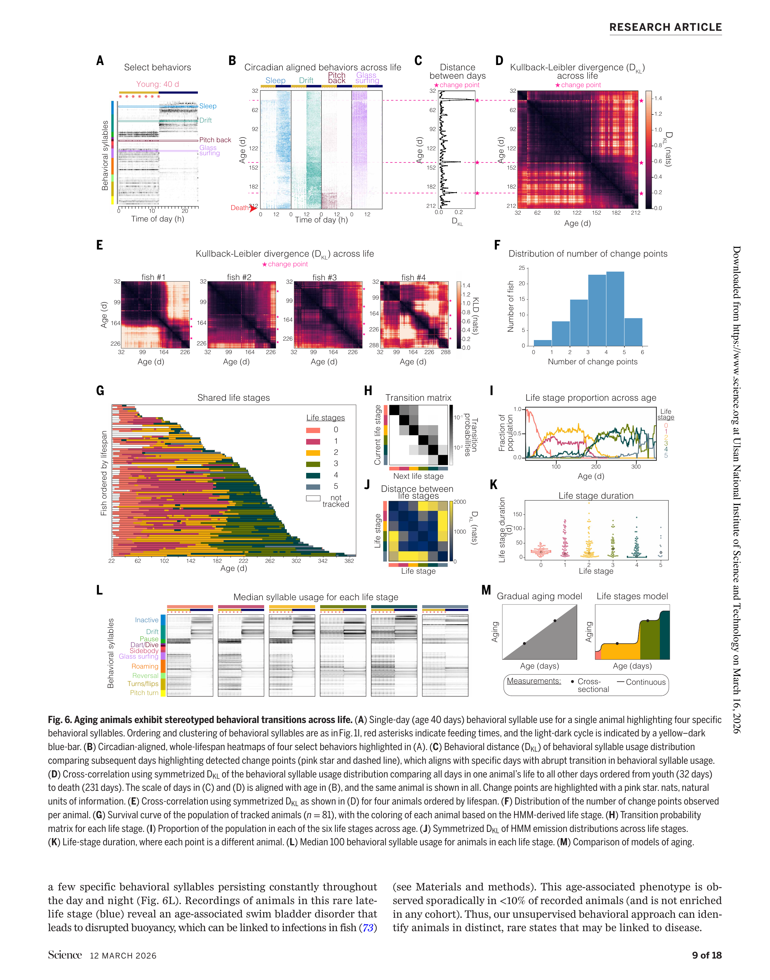 노화의 단계적 구조